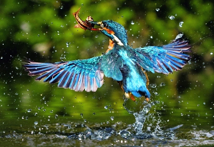 Exotische Vögel in Volieren, Esel, Lamas, Kängerus, Muntjaks, Zwergzebus und Trampeltiere