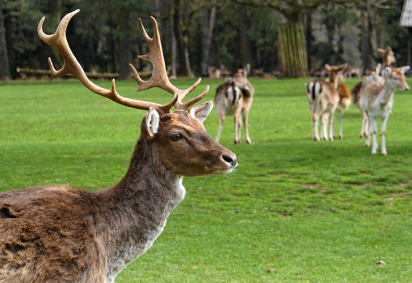 Tiergarten enstand auf einem urprünglichen Wildgatter des herzogliches Jagdreviers am Zierker See