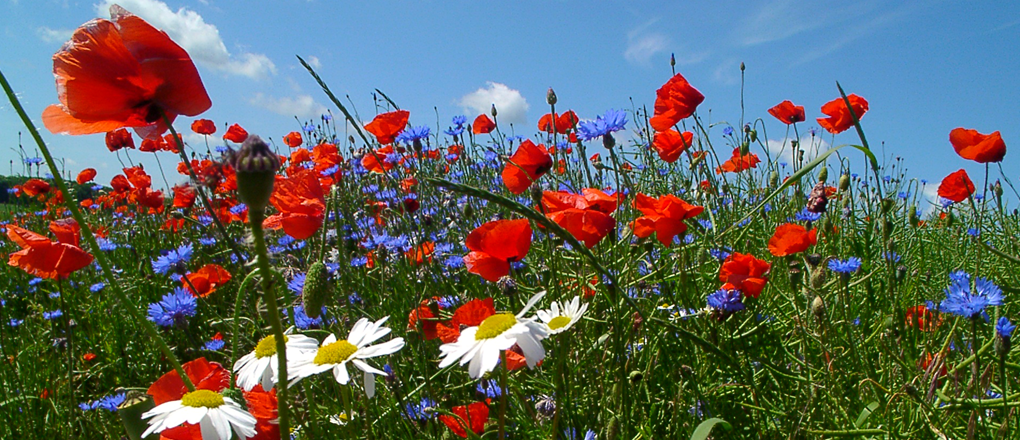 Schöne Feldränder gesäumt von Mohn- und Kornblumen gepaart mit Margeritten